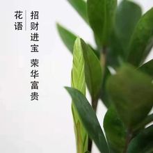 金钱树批发办公室盆栽高植物室内花卉客厅大绿植钱串子发财树批发