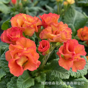Cold-Resistant Flower Primroses Wholesale Qingzhou Cultivated Ornamental Green Florals Community Square Flower Sea Rental Grass Florals