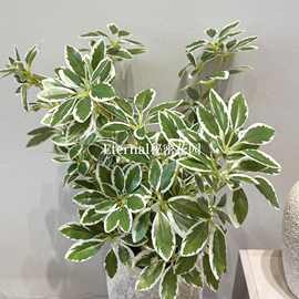 仿真绿植鸭掌木盆栽装饰仿真植物鸭脚木绿叶工程植物墙配材叶子
