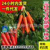 Huayu Sanhong Seven Inch Ginseng Cosin -Carrot Seed Manufacturers wholesale Western Sanhong Ginseng Carrot Seeds Garden Vegetables