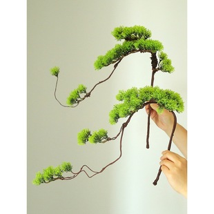 ӭ���ɘ�֦�ٿ����ɘ�U�°��~�Ƶ�P����Ȧ��ʽ�廨�bGֲ