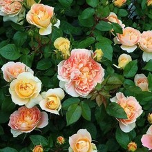 2026�Ϲϟ��\ �¼����� ��ľ�ڻ��¼����S��ɫõ���̨ͥԺ���R��