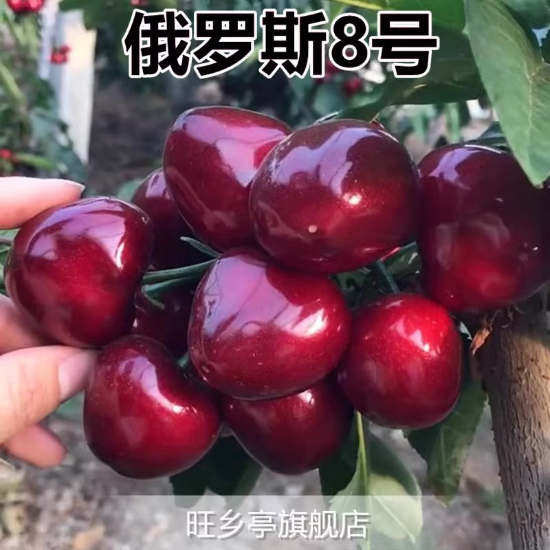 베스트셀러 모델 : 러시아 8호(5년생 모종은 같은 해에 열매를 맺습니다) 죽은 모종에 대한 보상이 보장됩니다!