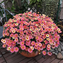 ػN ̨ͥԺֲԷN ǹrľļ