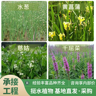 ˯ɏ��˯ֲ�� �S���� ǧ���� ˮ�[ ���ѳ�ˮֲ���ˮ�ޏͬF؛���l