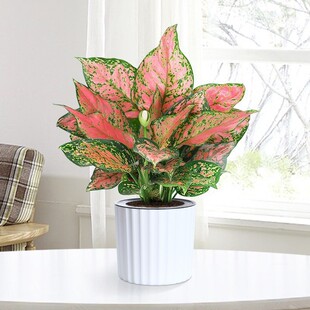 �����t����ʺ������҃�����Gֲ�ļ��������f������B����