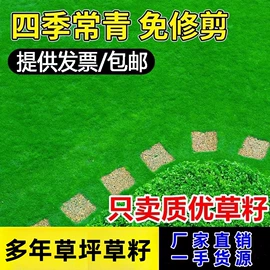 种子;草种子;草坪