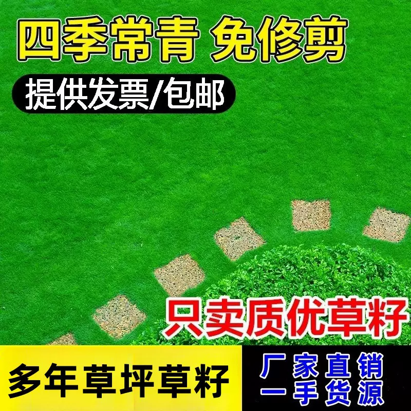 草坪种子护坡固土草籽狗牙根黑麦草矮生四季青耐寒耐旱百慕大草种