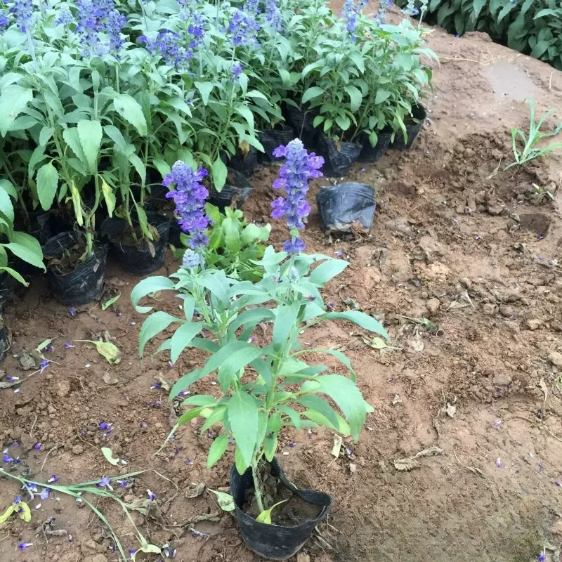 蓝花鼠尾草一串蓝鼠尾草天蓝鼠尾草精品苗花海植物时令花卉