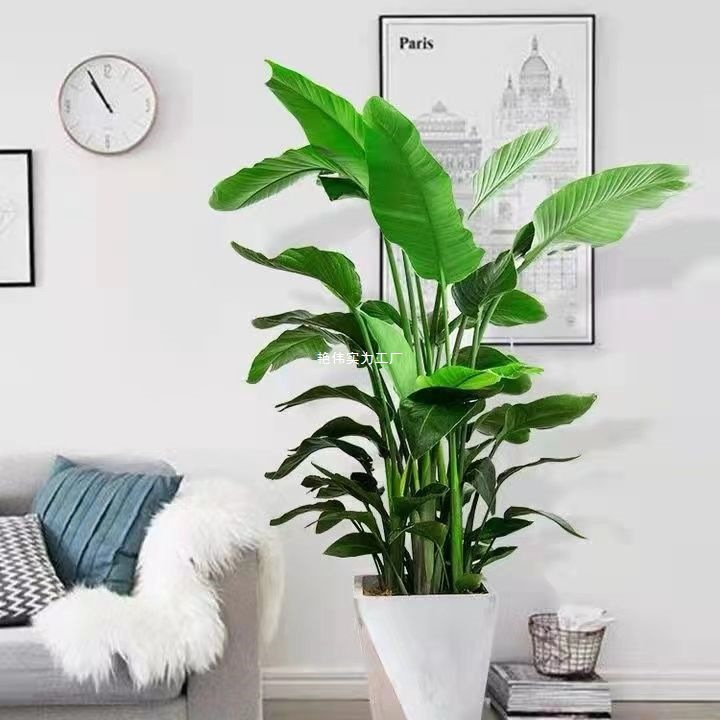 正宗天堂鸟绿植室内盆栽客厅办公室卧室阳台四季常青净化空气好养