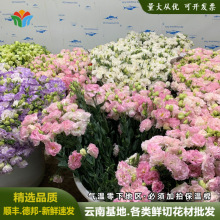 新鲜洋桔梗鲜花批发云南基地直批鲜切花龙胆花婚庆布置花材配花