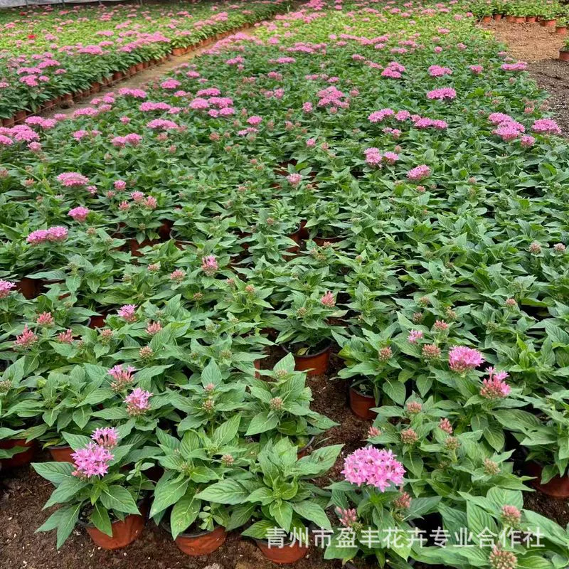 Рассада звездных цветов с бутонами устойчива к солнцу и легко выращивается в саду, ландшафтные цветы, пятизвездочные цветы в горшках, дворовые балконные цветущие растения.