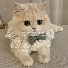 猫咪纯欲项圈狗狗围脖围兜宠物项链围巾公主风口水巾薄荷蝴蝶领结