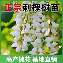 洋槐树苗 洋槐花树 刺槐树槐树苗槐花树苗槐树花苗可以食用