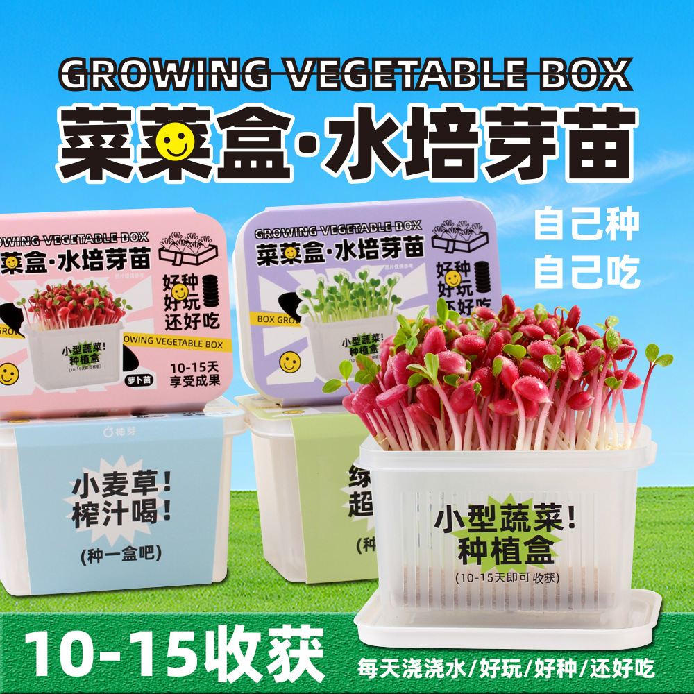 儿童水培种植迷你小盆栽发芽苗观察盒植物生长无土栽培小学生实验