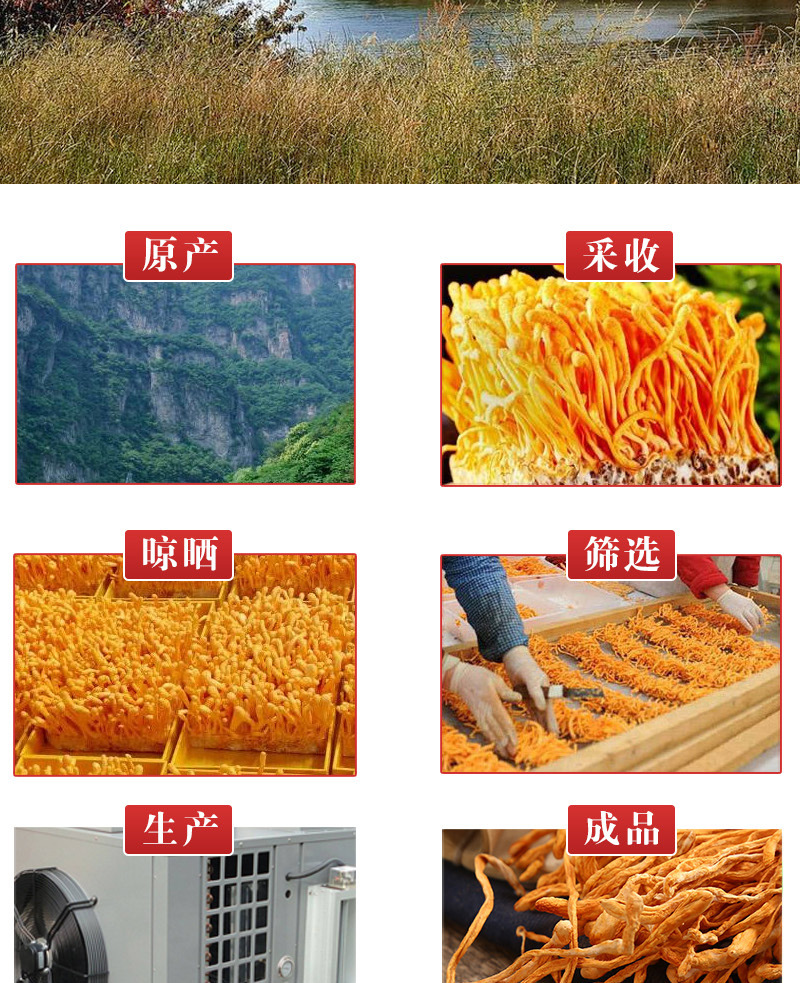 Cordyceps Flower (Cordyceps militaris) — Dried Edible Mushroom for Soup & Broth, 500g quality and texture