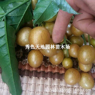 �޽��u���SƤ������ɫ�����SƤ����o���SƤ��������ļ�����Y��