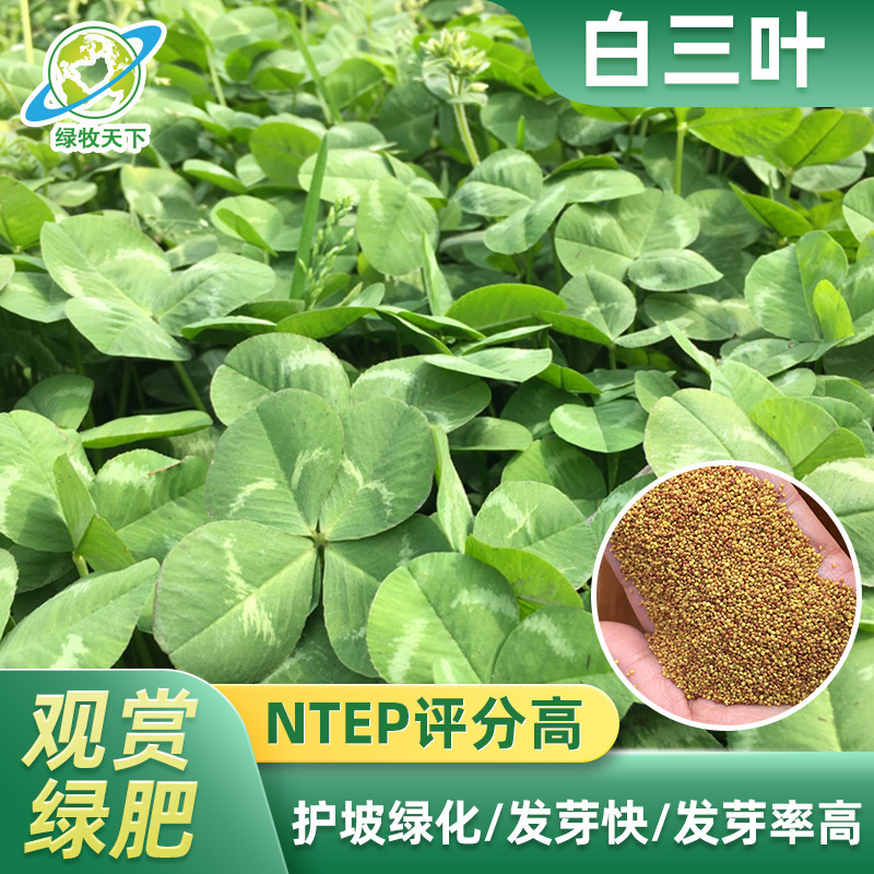 白三叶多年生匍匐型抗病耐寒高密度覆盖绿化工程草坪绿肥果园种子