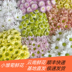 Small Daisy Flowers, Small Chrysanthemums Wholesale, Yunnan Kunming Direct Supply of Small Chrysanthemums, Straight Hair Water, Flower Shop, Street Stall Flowers