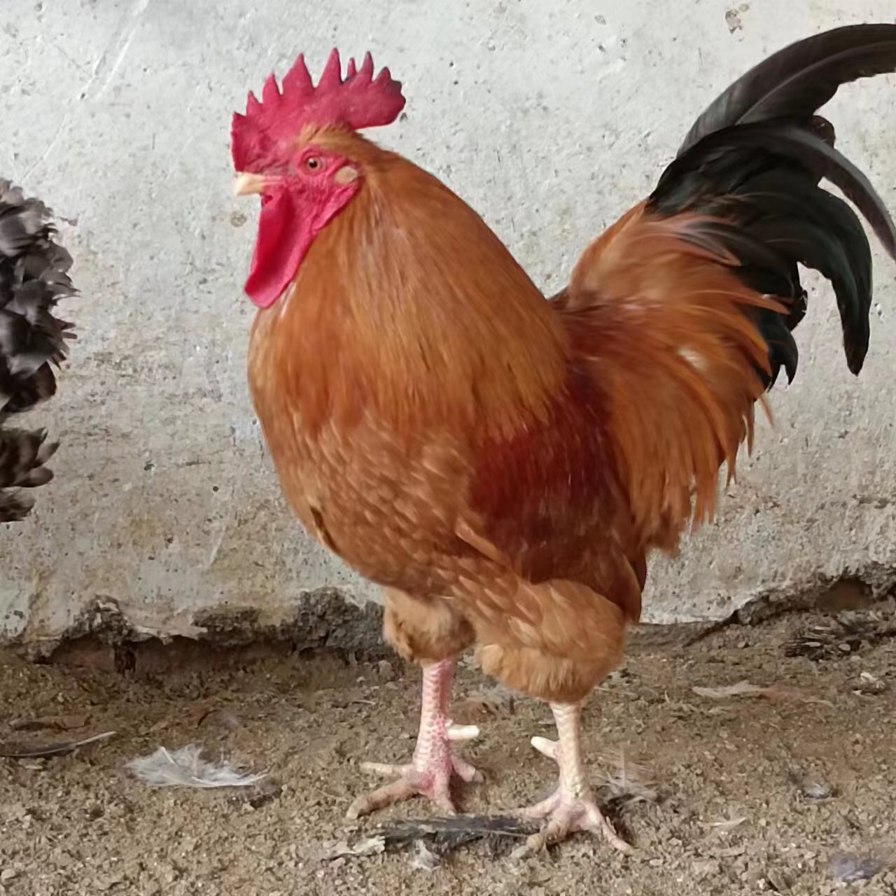 694e95a2190fb90c6632ab112adb46