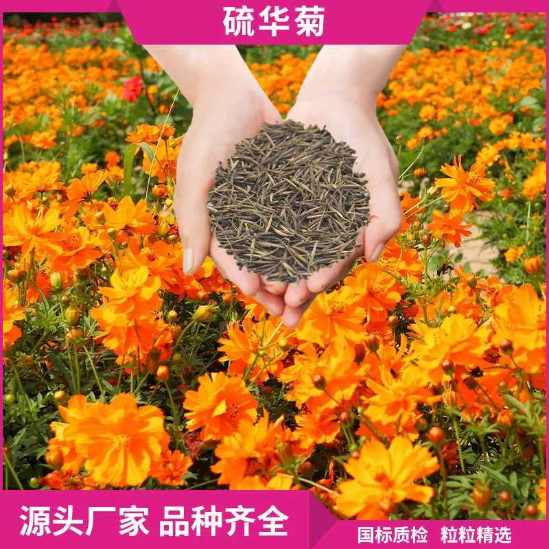 硫华菊花卉种子籽花海园林绿化工程基地批发景观带用花卉种子直销