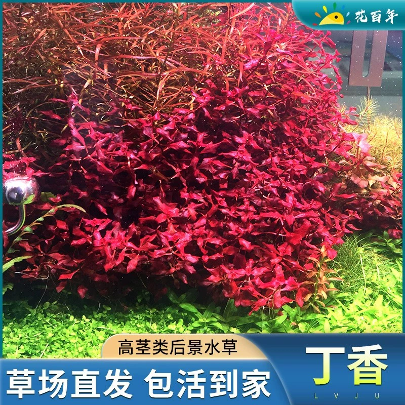 Фиолетовый Сирень вода трава растение настоящая Трава Аквариум вода трава пейзаж рыба Трава Аквариум зеленое растение новичок ленивый человек рыба вид сзади трава