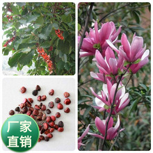 玉兰树种子白玉兰种子紫玉兰种子广玉兰种子黄玉兰种子行道树种子