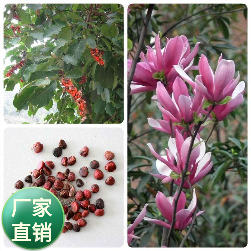 玉兰树种子白玉兰种子紫玉兰种子广玉兰种子黄玉兰种子行道树种子
