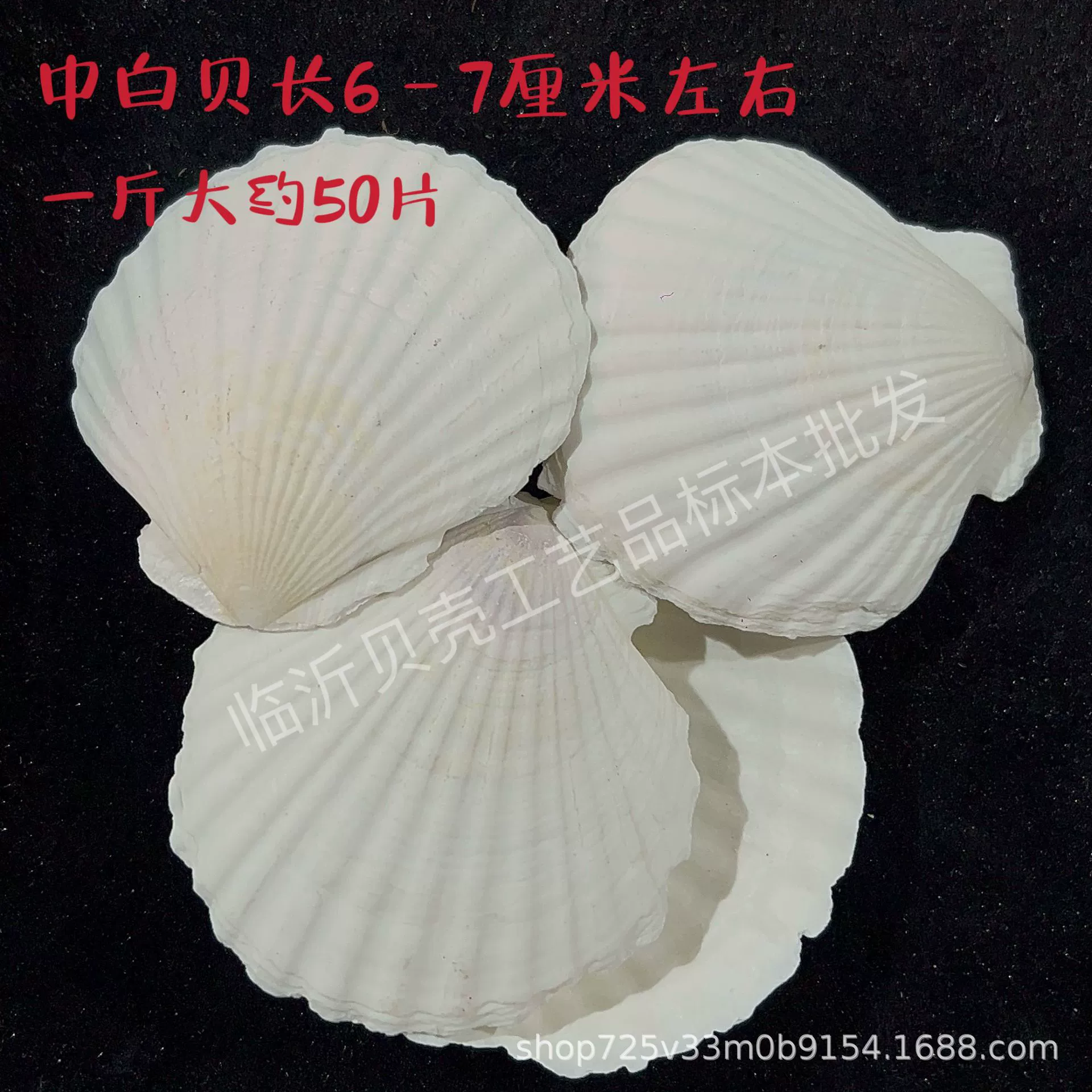 Shell Natural Shell Conch Stars Drifting Bottle Shell Crafts Wholesale Diy Handmade Shell Materials