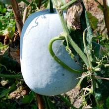 ���ͷ�Ƥ�󶬹ϷN�Ӿޟo���ش��Ƥ����ļ��Nֲ�߲˷N�яS��ֱ�N