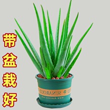 �J�C���ԾGֲ�����ȩ�����՚��aˮʳ�����ݎ������J�C�玧���Ժ�