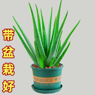 �J�C���ԾGֲ�����ȩ�����՚��aˮʳ�����ݎ������J�C�玧���Ժ�