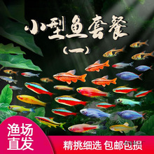 Ꭷ^p~BɏRˮ~ʹȸСͼtGС~