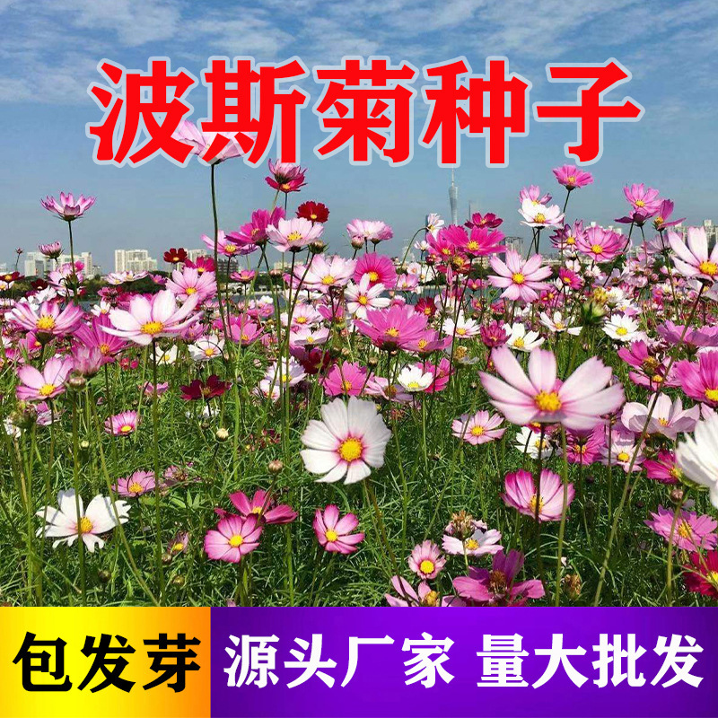 [Cosmos] Cosmos Seeds Gesang Flower Seeds Zinnia Seeds Wildflower Combination Sunflower Seeds