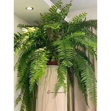 ����ާ��ʿ�D�����L�~�����Iާ�͏d�҃��������־Gֲާ��컨��