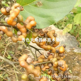 �՗������f�۹��uצ�B���h��������Ϸ��������Ե��ԷNֲ����Y��