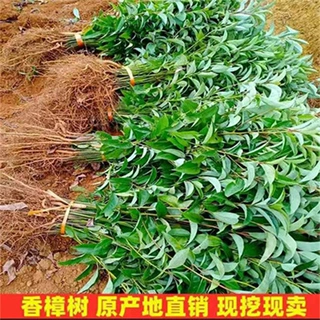 厂家批发乔木大树苗 园林绿化精品香樟大树 8-80公分粗移栽香樟树