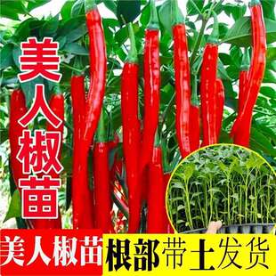 ���˽��������t�G���r���������N���ļ����Դ����̨�߲˳��쾀��