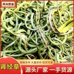 肾经草东北长白山野生肾精草嗷嗷叫化石草男士养生茶批发肾经草