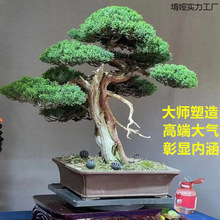 罗汉松盆景老桩松树迎客松造型花卉盆栽真柏黄杨五针松室内外好养