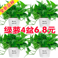 植物藤大盆好养批发客厅大叶吸长盆栽除甲醛绿植室内花卉绿箩