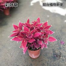 彩叶植物七彩苗四季观叶五彩苏多年生室内外本盆栽耐热