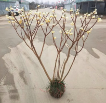 一件代发庭院植物结香苗结香花苗木花卉金腰袋打结花梦冬花浓香树