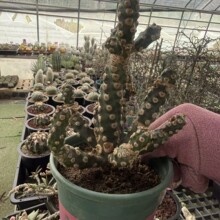 霸王鞭 无刺 大戟科多肉植物老桩盆栽 阳台仙人掌不扎手桌面小绿
