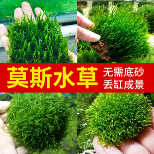 Ī˹ˮ��ֲ���~�׃���ˮ�|��ˮ���쾰���Ľ˹ˮ��ǰ��ɺ��Ī˹��