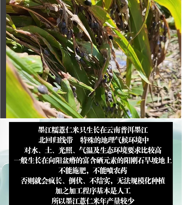 Yunnan Old Variety Coix Seed Broken Job's Tears Mojiang Glutinous Coix Grain 500g in use
