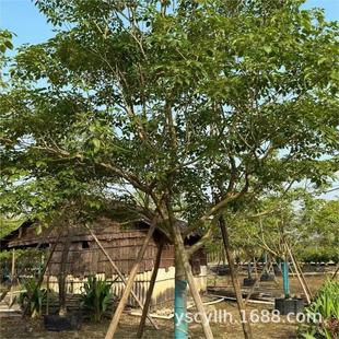 �ϻ��L�ľ�ۻ��L����l5-20-30���׆�ľ