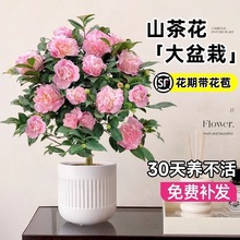 �軨��������ɽ�軨���玧�����ļ��_������ɫ�൤�҃��̨�Gֲ��