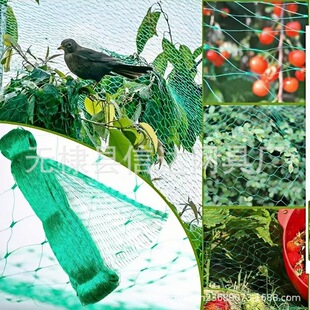 �S��ֱ�N���B�W����ϩ���@�Gɫ���o�W�����仨�ܔr�B�W