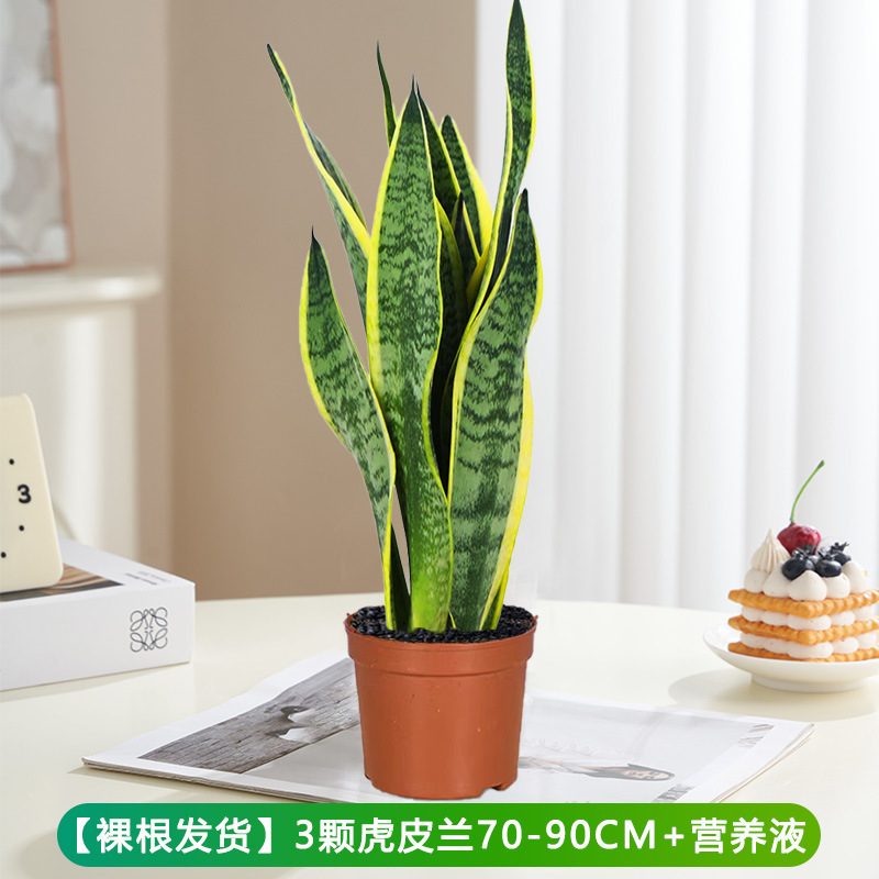 호랑이 난초 70-90cm 3개 + 영양액 [뿌리가 벗겨진 상태로 배송]